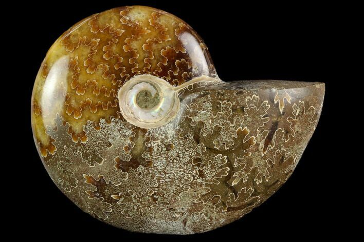 Polished, Agatized Ammonite (Cleoniceras) - Madagascar #119204